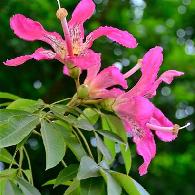 箱柜里的停车路